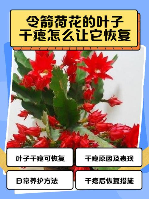 荷花的养殖方法和注意事项，令箭荷花的养殖方法和注意事项-第8张图片-优品飞百科