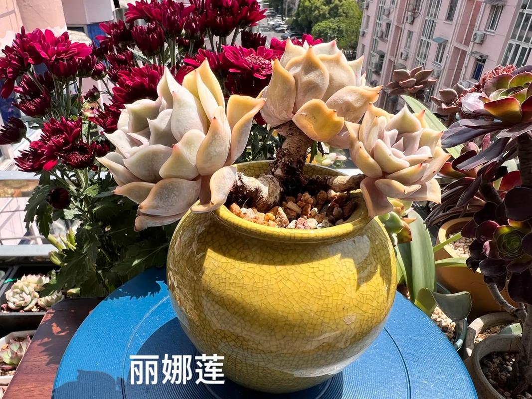 丽娜莲可以家养吗，它有什么样的作用，丽娜莲怎么繁殖
