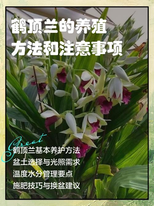 鹤顶兰的病虫害及其防治？鹤顶兰花怎么养？-第2张图片-优品飞百科