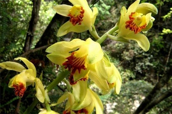 鹤顶兰的病虫害及其防治？鹤顶兰花怎么养？-第3张图片-优品飞百科