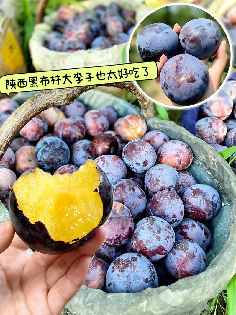 黑布林的功效与作用，黑布林的功效与作用害处？