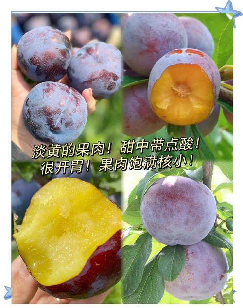 黑布林的功效与作用,黑布林的功效与作用害处?-第6张图片-优品飞百科 黑布林的功效与作用,黑布林的功效与作用害处?-第6张图片-优品飞百科