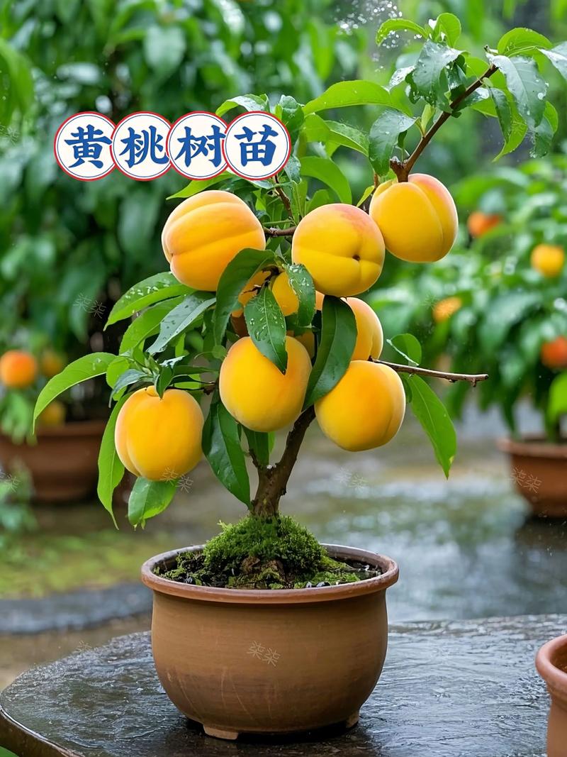 黄桃的养殖方法和注意事项，黄桃的栽培-第2张图片-优品飞百科