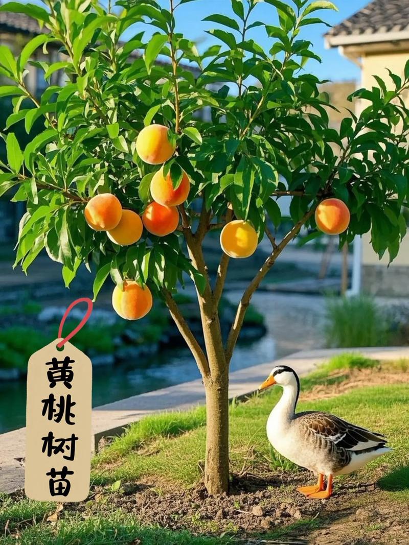 黄桃的养殖方法和注意事项，黄桃的栽培-第6张图片-优品飞百科