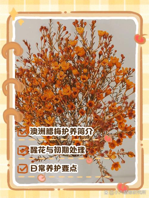 腊梅花谢后怎么养？腊梅开完花后如何养护？-第1张图片-优品飞百科