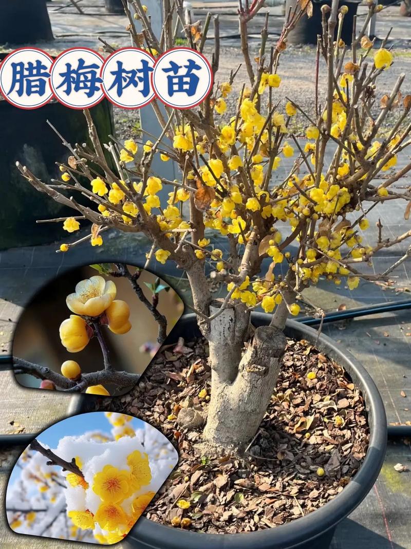 腊梅花谢后怎么养？腊梅开完花后如何养护？-第2张图片-优品飞百科