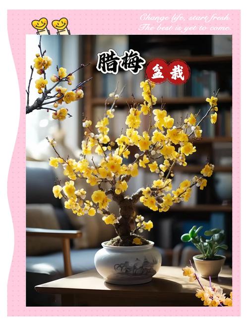 腊梅花谢后怎么养？腊梅开完花后如何养护？-第5张图片-优品飞百科
