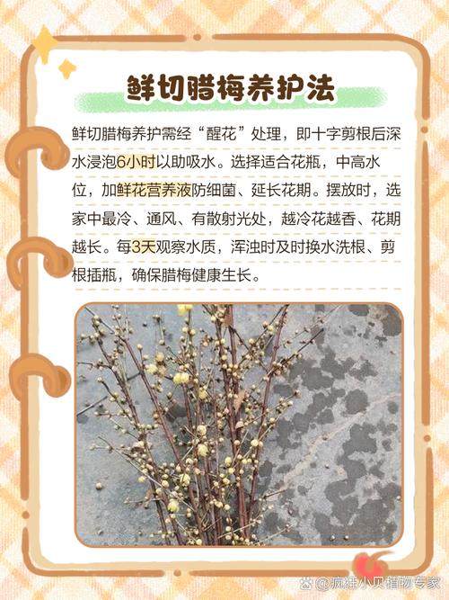 腊梅花谢后怎么养？腊梅开完花后如何养护？-第7张图片-优品飞百科