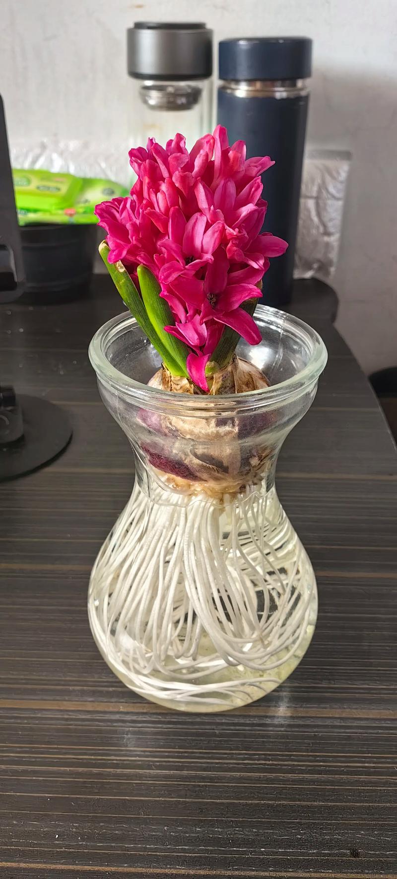 风信子叶子发黑怎么办？风信子叶子发紫？-第4张图片-优品飞百科