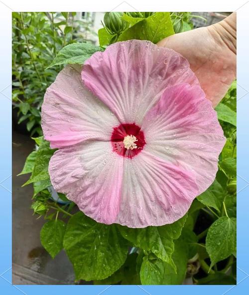 芙蓉葵的繁殖方式？芙蓉葵的繁殖方式有哪些？