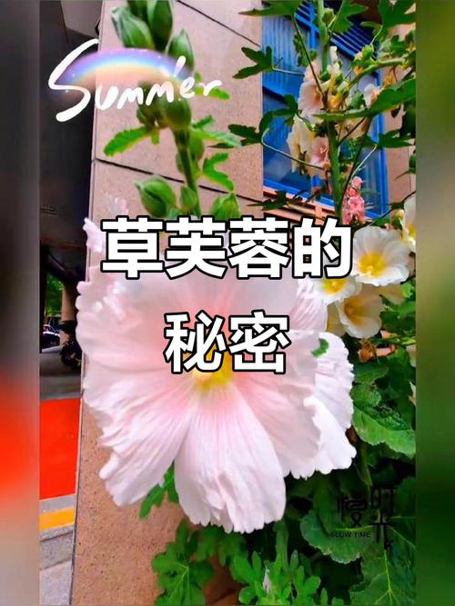 芙蓉葵的繁殖方式？芙蓉葵的繁殖方式有哪些？-第2张图片-优品飞百科