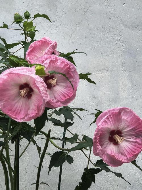 芙蓉葵的繁殖方式？芙蓉葵的繁殖方式有哪些？-第3张图片-优品飞百科