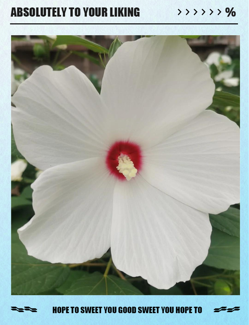芙蓉葵的繁殖方式？芙蓉葵的繁殖方式有哪些？-第7张图片-优品飞百科