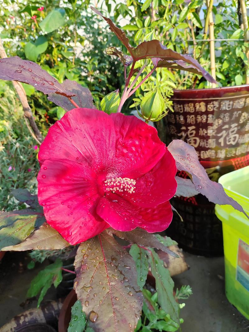 芙蓉葵的繁殖方式？芙蓉葵的繁殖方式有哪些？-第8张图片-优品飞百科