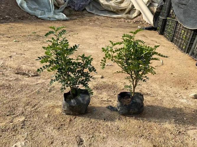 胡椒木的寓意，胡椒木的价值？-第3张图片-优品飞百科