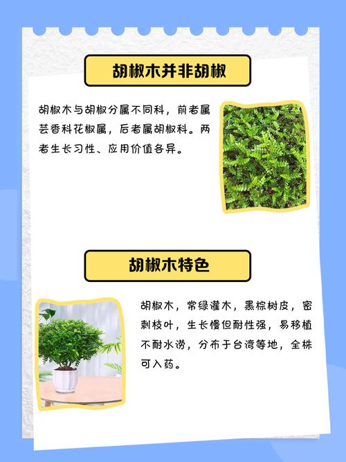 胡椒木的寓意，胡椒木的价值？-第6张图片-优品飞百科