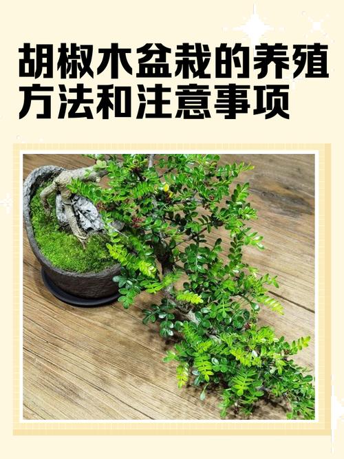 胡椒木的寓意，胡椒木的价值？-第5张图片-优品飞百科