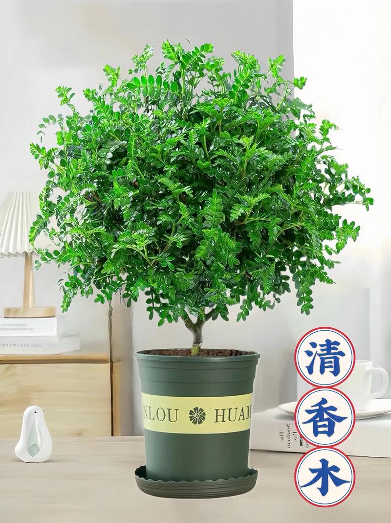 胡椒木的寓意，胡椒木的价值？-第7张图片-优品飞百科