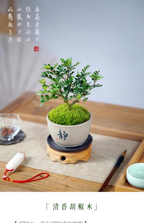 胡椒木的寓意，胡椒木的价值？-第8张图片-优品飞百科