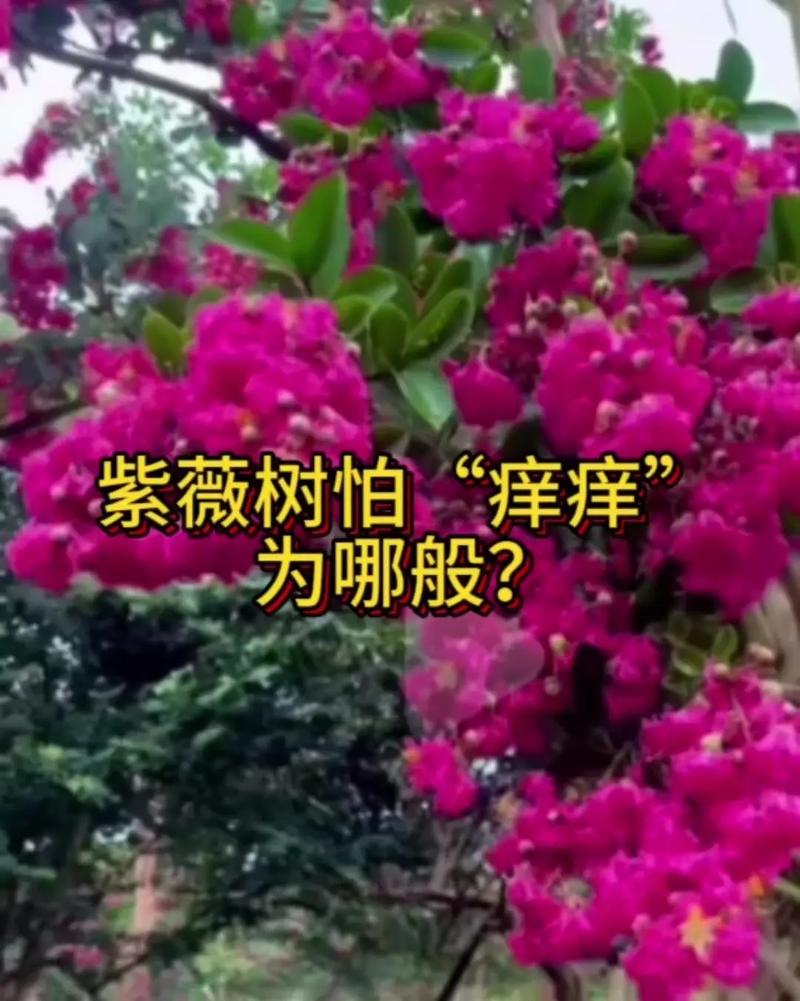 紫薇花叶子变黄的原因及防治，紫薇花树黄叶子怎么治？