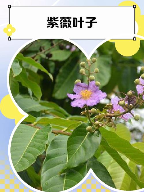 紫薇花叶子变黄的原因及防治，紫薇花树黄叶子怎么治？-第2张图片-优品飞百科
