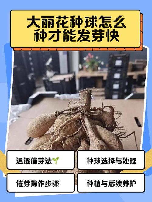 春天种植大丽花的方法？春天种植大丽花的方法有哪些？-第2张图片-优品飞百科