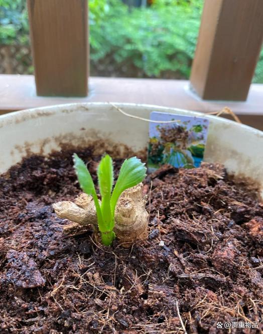 春天种植大丽花的方法？春天种植大丽花的方法有哪些？-第3张图片-优品飞百科