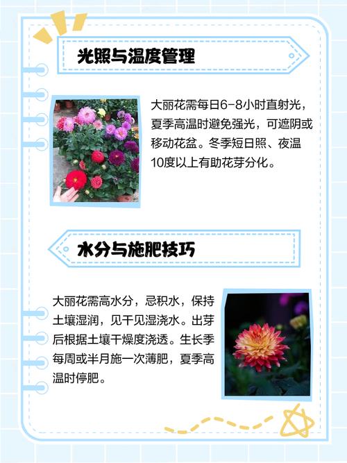 春天种植大丽花的方法？春天种植大丽花的方法有哪些？-第4张图片-优品飞百科