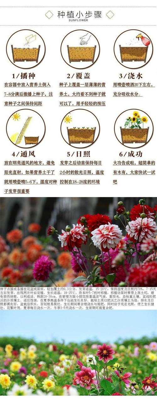 春天种植大丽花的方法？春天种植大丽花的方法有哪些？-第5张图片-优品飞百科