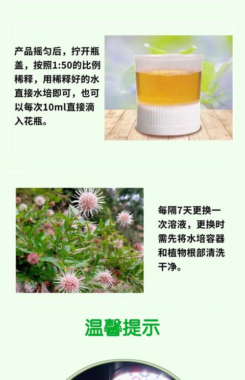 水培绿萝营养液怎么浇？水培绿萝营养液怎么浇水？-第3张图片-优品飞百科