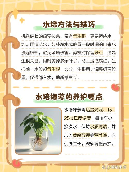 水培绿萝营养液怎么浇？水培绿萝营养液怎么浇水？-第4张图片-优品飞百科