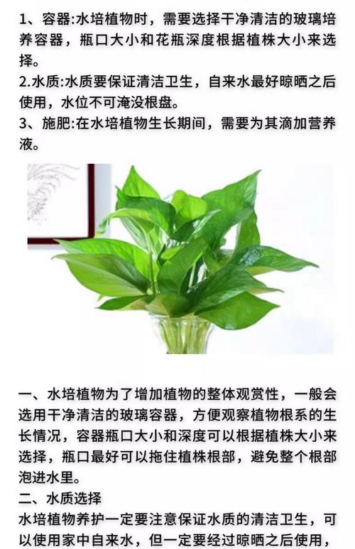 水培绿萝营养液怎么浇？水培绿萝营养液怎么浇水？-第7张图片-优品飞百科