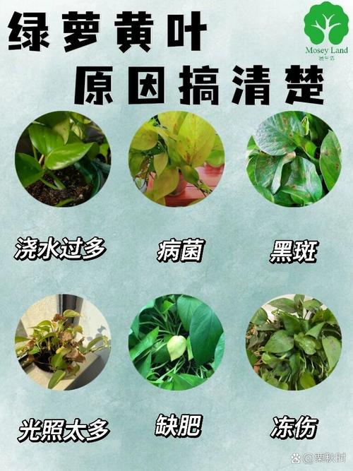 绿萝的叶子为什么发黄，绿萝的叶子为何发黄-第2张图片-优品飞百科