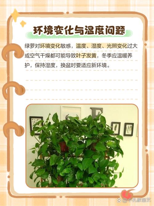 绿萝的叶子为什么发黄，绿萝的叶子为何发黄-第3张图片-优品飞百科