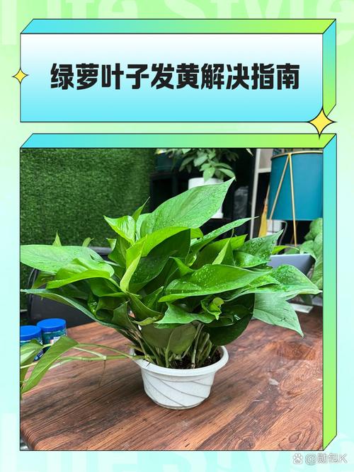 绿萝的叶子为什么发黄，绿萝的叶子为何发黄-第4张图片-优品飞百科