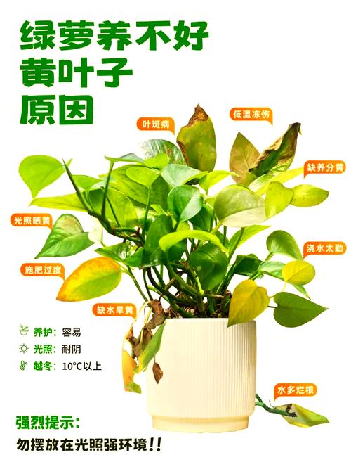 绿萝的叶子为什么发黄，绿萝的叶子为何发黄-第6张图片-优品飞百科