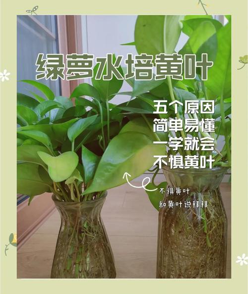 绿萝的叶子为什么发黄，绿萝的叶子为何发黄-第7张图片-优品飞百科