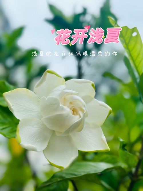 栀子花怎样开花多，栀子花怎么开花快？