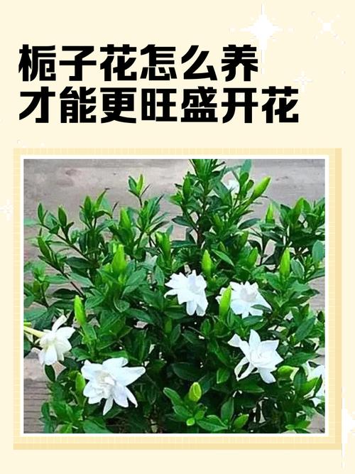 栀子花怎样开花多，栀子花怎么开花快？-第2张图片-优品飞百科