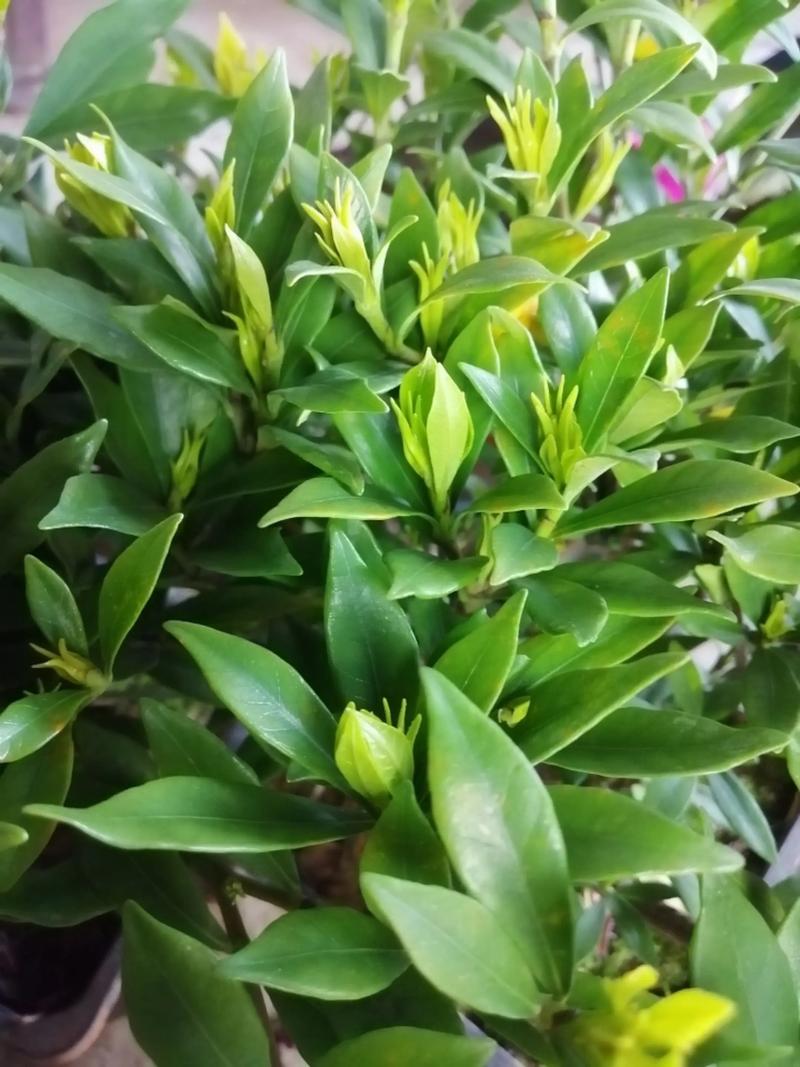 栀子花怎样开花多，栀子花怎么开花快？-第3张图片-优品飞百科