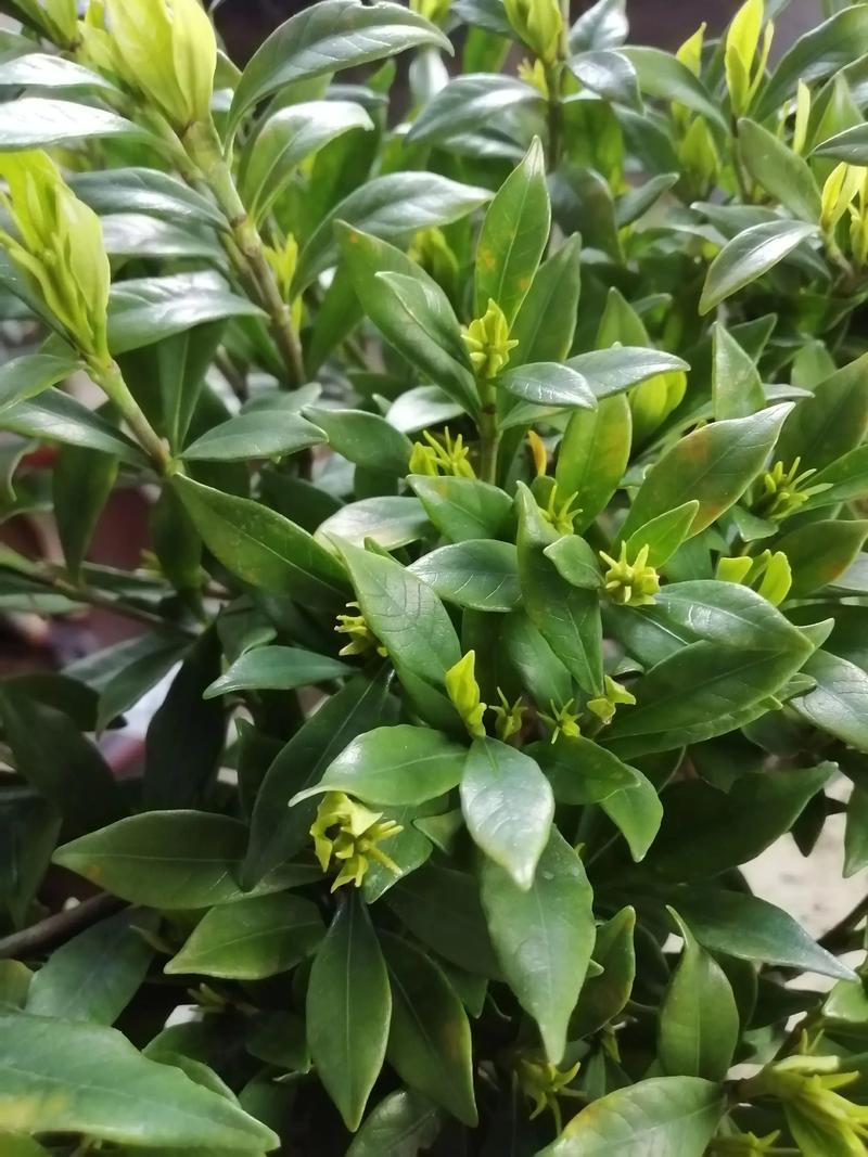 栀子花怎样开花多，栀子花怎么开花快？-第4张图片-优品飞百科