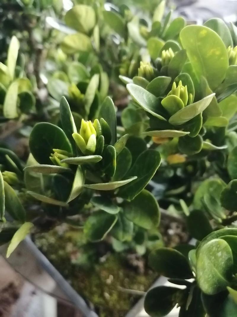 栀子花怎样开花多，栀子花怎么开花快？-第6张图片-优品飞百科