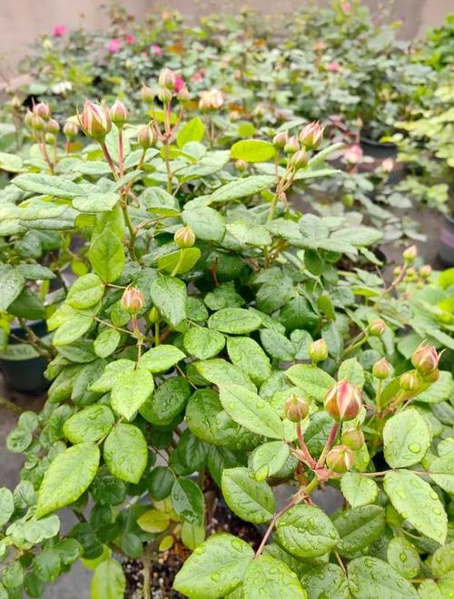 栀子花怎样开花多，栀子花怎么开花快？-第7张图片-优品飞百科
