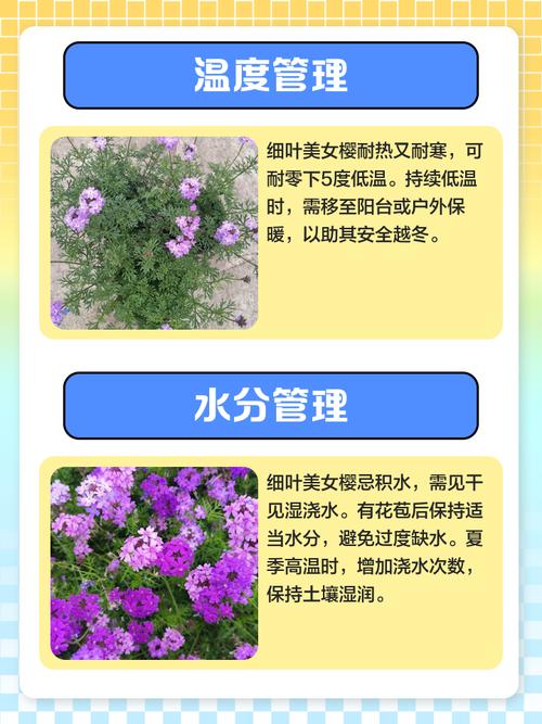如何延长美女樱的花期，美女樱怎样繁殖成活率高