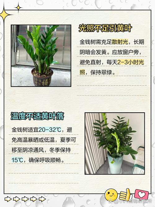 金钱木叶子发黄变软怎么办，金钱木叶子发黄是怎么回事？-第2张图片-优品飞百科