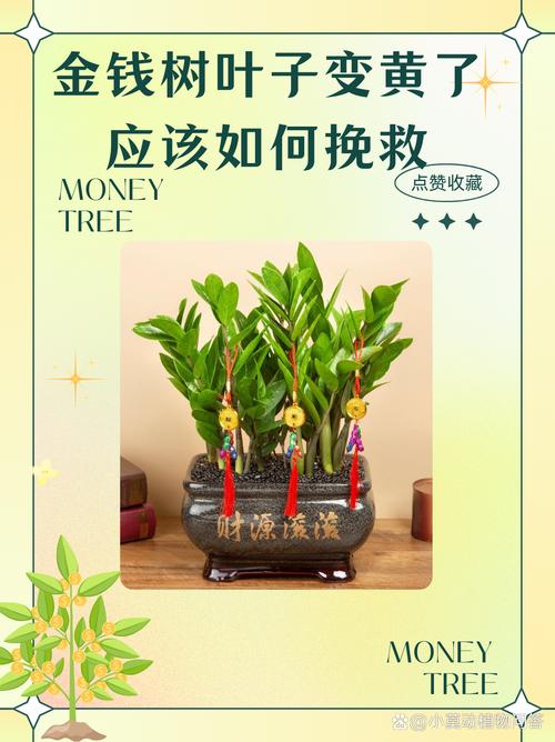 金钱木叶子发黄变软怎么办，金钱木叶子发黄是怎么回事？-第3张图片-优品飞百科