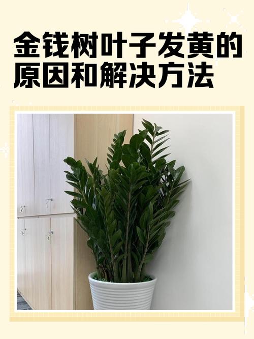 金钱木叶子发黄变软怎么办，金钱木叶子发黄是怎么回事？-第4张图片-优品飞百科