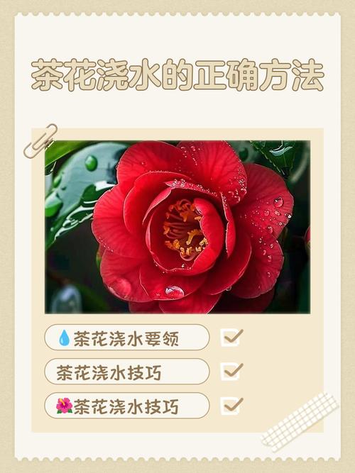 茶花掉叶子怎么办？新买的茶花掉叶子怎么办？