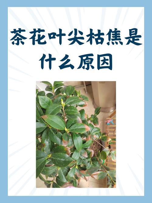茶花掉叶子怎么办？新买的茶花掉叶子怎么办？-第2张图片-优品飞百科