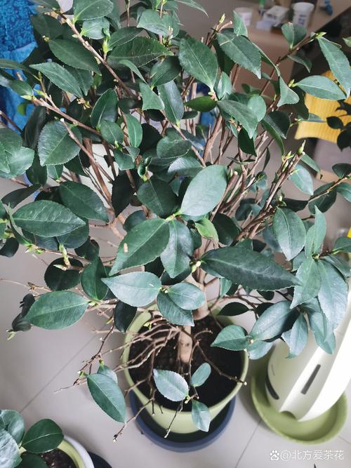 茶花掉叶子怎么办？新买的茶花掉叶子怎么办？-第3张图片-优品飞百科